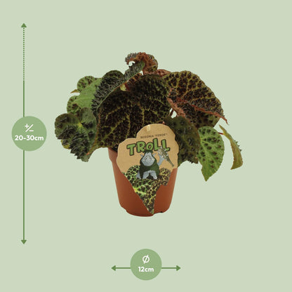 Begonie Rex Ferox – Exotische Zimmerpflanze 25 cm
