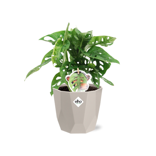 Monstera 'Monkey Leaf' – Pflegeleichtes Fensterblatt im Topf