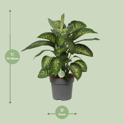 Dieffenbachia Reeva – Tropische, pflegeleichte Zimmerpflanze Ø24cm