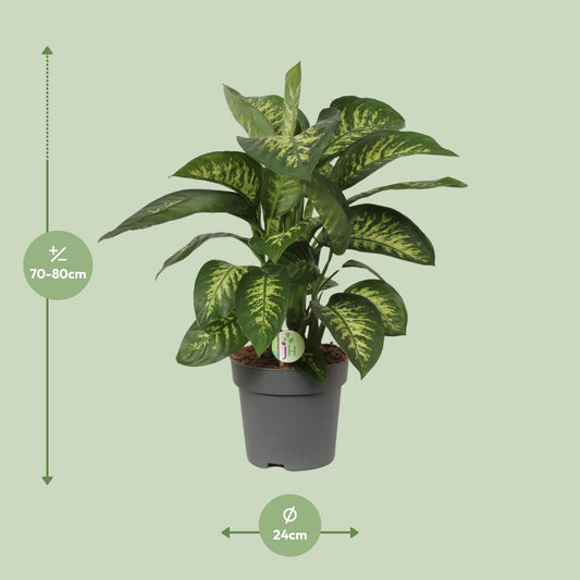 Dieffenbachia Reeva – Tropische, pflegeleichte Zimmerpflanze Ø24cm