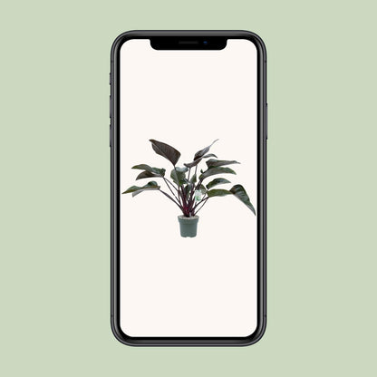 Philodendron Red Beauty – Pflegeleichte Tropenpflanze Ø27cm
