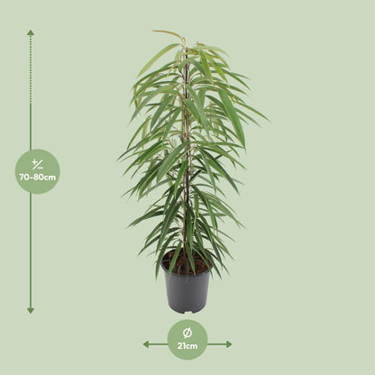 Ficus Binnendijkii Alii – Pflegeleichte luftreinigende Zimmerpflanze Ø21cm