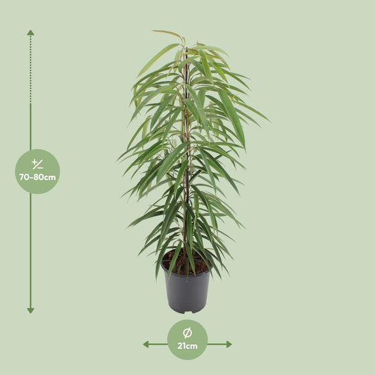 Ficus Binnendijkii Alii – Pflegeleichte luftreinigende Zimmerpflanze Ø21cm