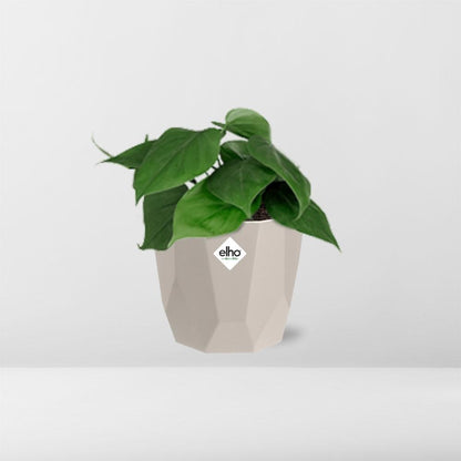 Herzblatt-Pflanze Philodendron Scandens – Pflegeleicht & Dekorativ