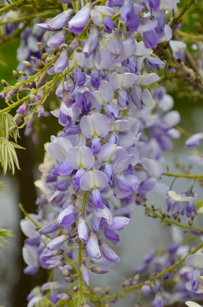 Wisteria sinensis Caroline – Purpurner Regen Kletterpflanze Ø15cm
