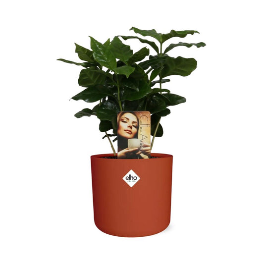 Coffea Arabica Zimmerpflanze im ELHO b.for soft Rond 14cm