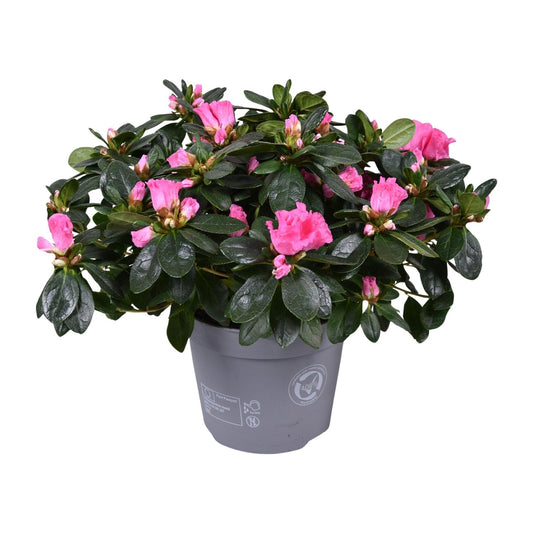 Azalee 'Rose Vogel' – Blühende Zimmerpflanze Ø14cm