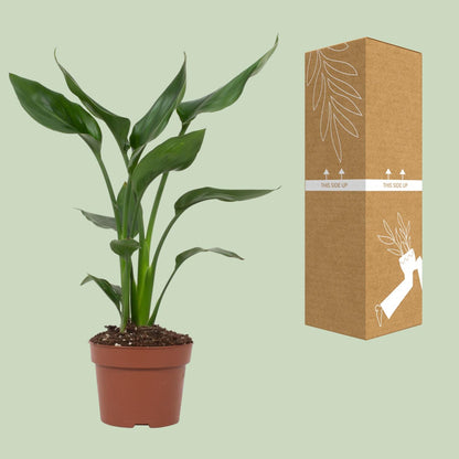 Paradiesvogelblume – Exotische, pflegeleichte Zimmerpflanze Ø12cm