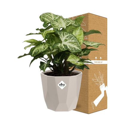 Syngonium Arrow in ELHO b.for rock 14 cm warm grey