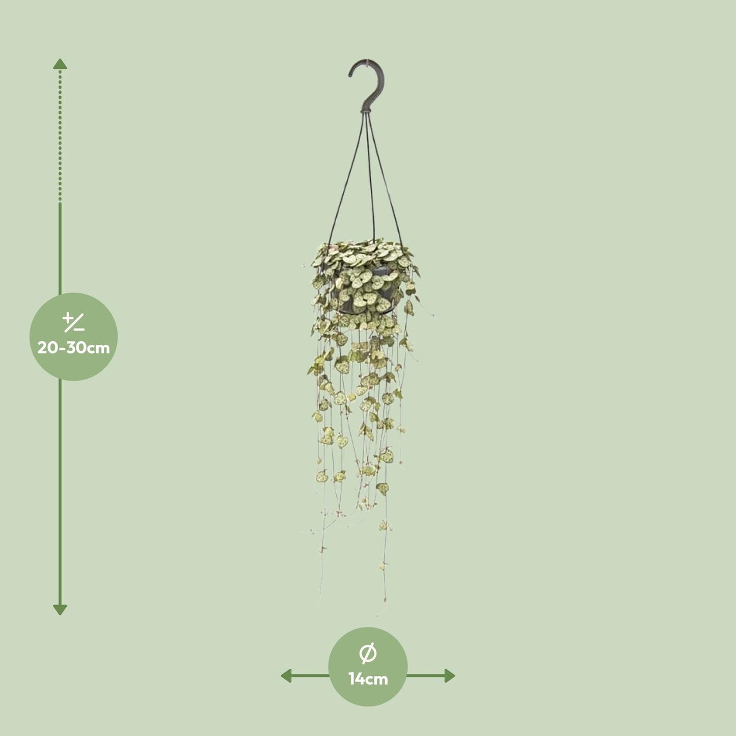 Ceropegia Woodii Hängepflanze Ø14cm, 50cm Länge
