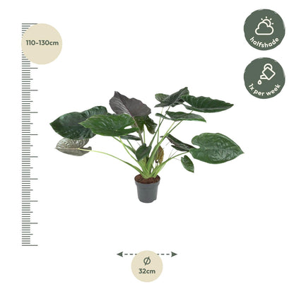 Alocasia Wentii – Exotische, pflegeleichte Zimmerpflanze 120 cm