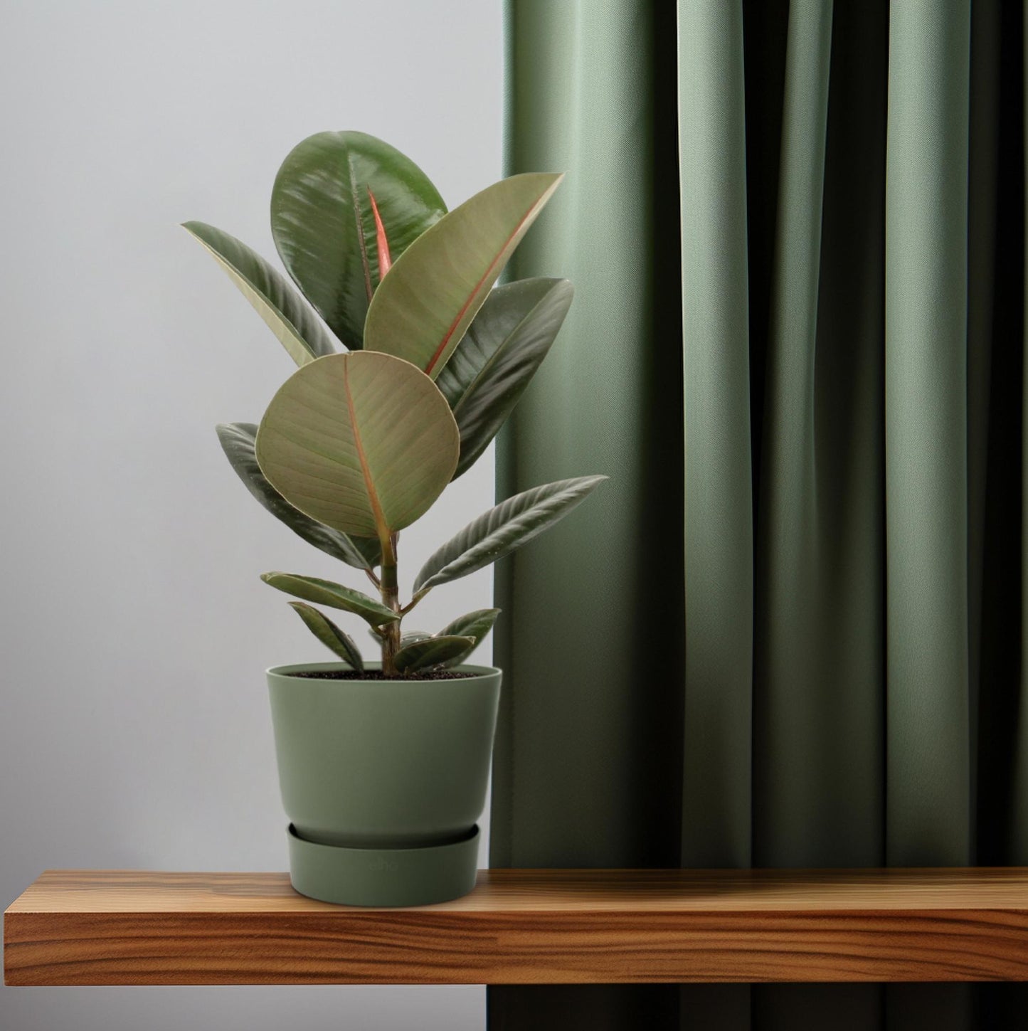 Ficus Elastica Robusta – Pflegeleichte Zimmerpflanze Ø14cm