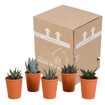 Gasteria & Haworthia Sukkulenten-Mix im Terrakotta-Topf