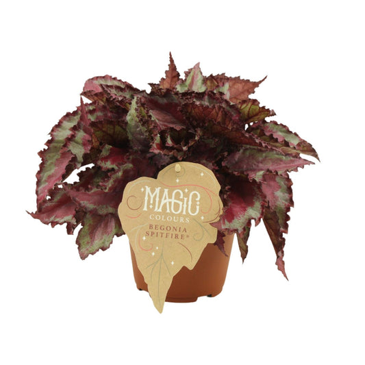 Begonia Rex Spitfire – Farbenfrohe, pflegeleichte Zimmerpflanze Ø12 cm