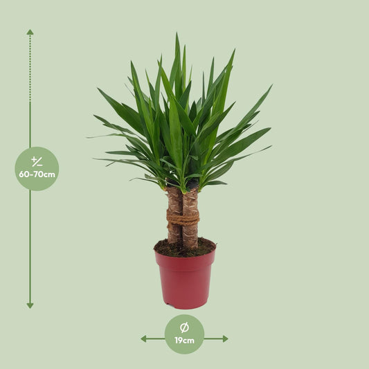 Yucca Palme 'Tres Cañas' – 70 cm pflegeleicht & robust