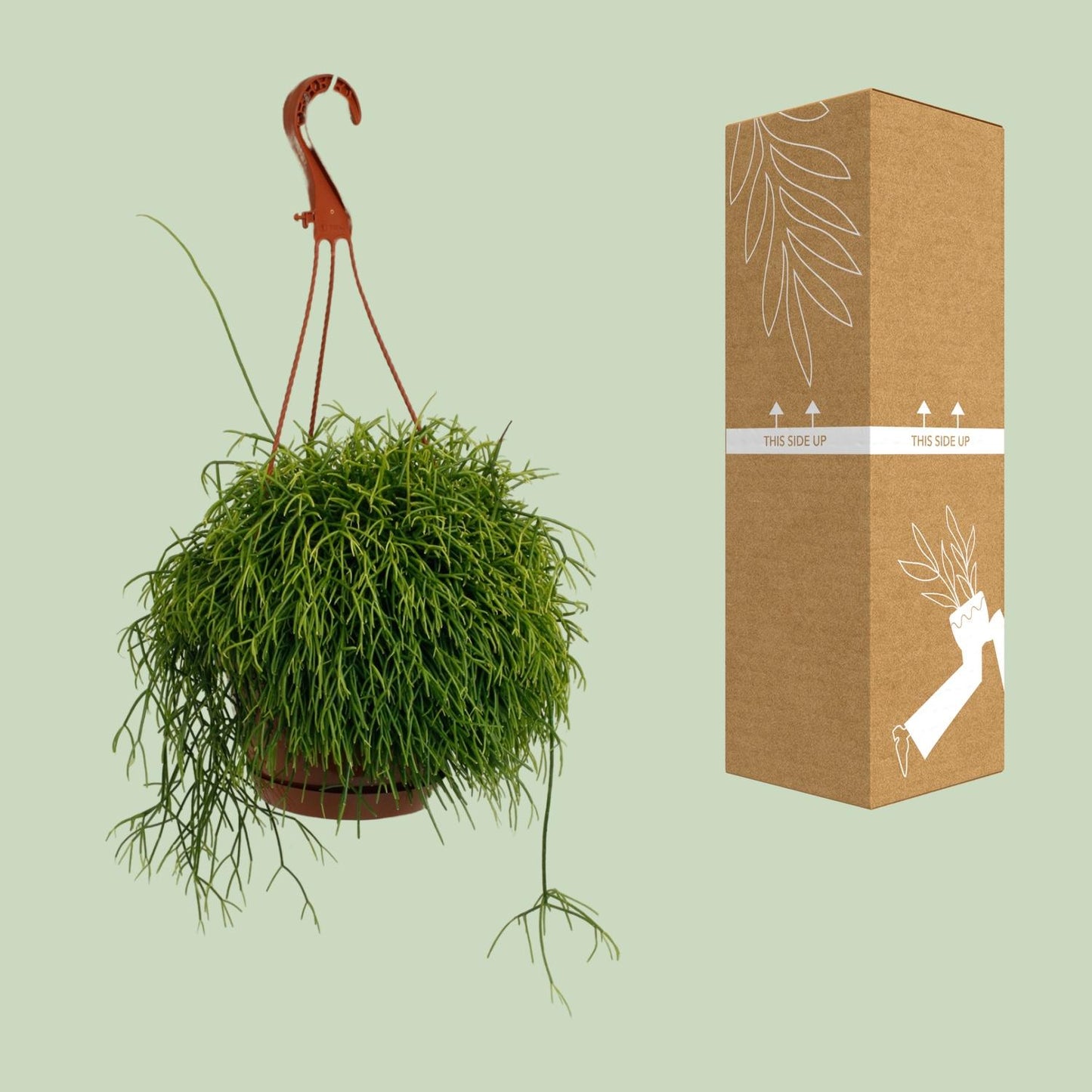 Rhipsalis Cassutha – Pflegeleichte luftreinigende Zimmerpflanze Ø17cm
