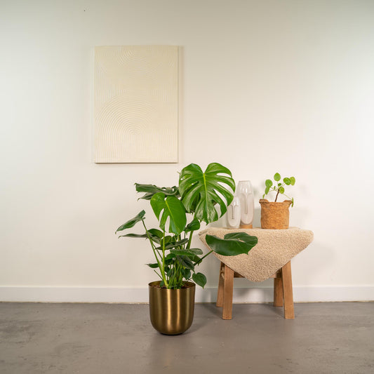 Monstera Deliciosa 80 cm mit Gold Topf – Fensterblatt