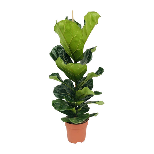 Ficus Lyrata (Geigenfeige) – Ø21cm, 100cm hoch