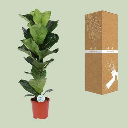 Ficus Lyrata – Geigenfeige Ø21cm, ca. 90cm hoch