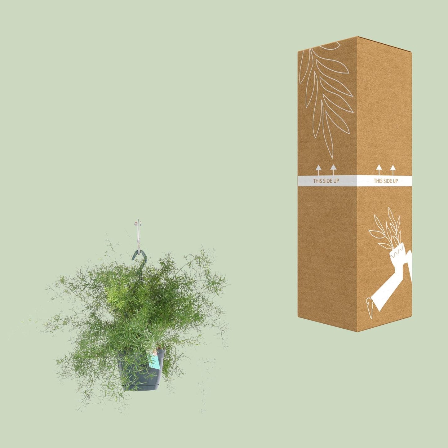 Asparagus Sprengeri – Pflegeleichter Hängefarn Ø17cm