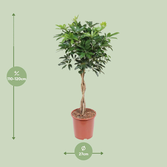 Schefflera Arboricola Compacta – Pflegeleichte Schirmpflanze Ø27cm