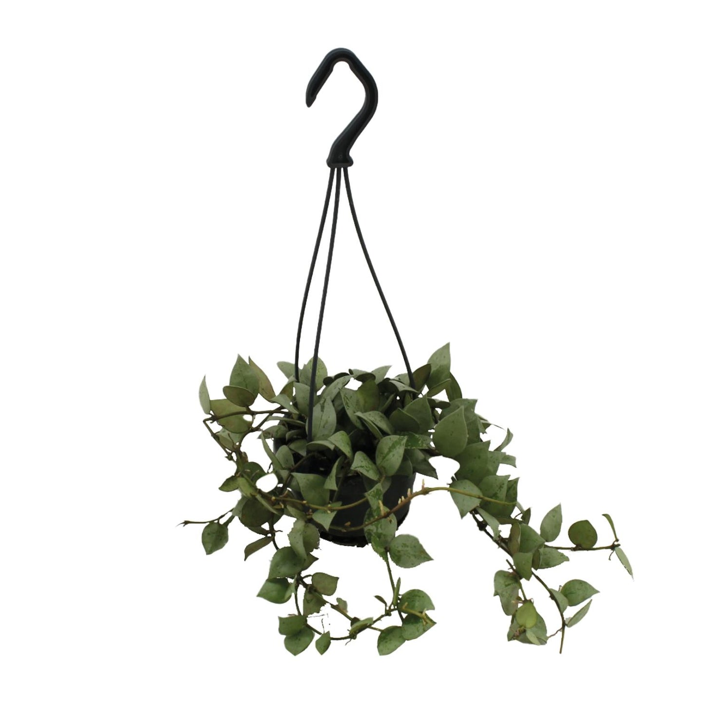 Hoya Krohniana Eskimo Super Silver – Pflegeleichte Wachsblume Ø11cm