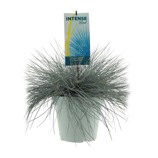 Festuca Glauca Intense Blue – Pflegeleichtes blaugrünes Ziergras Ø23cm