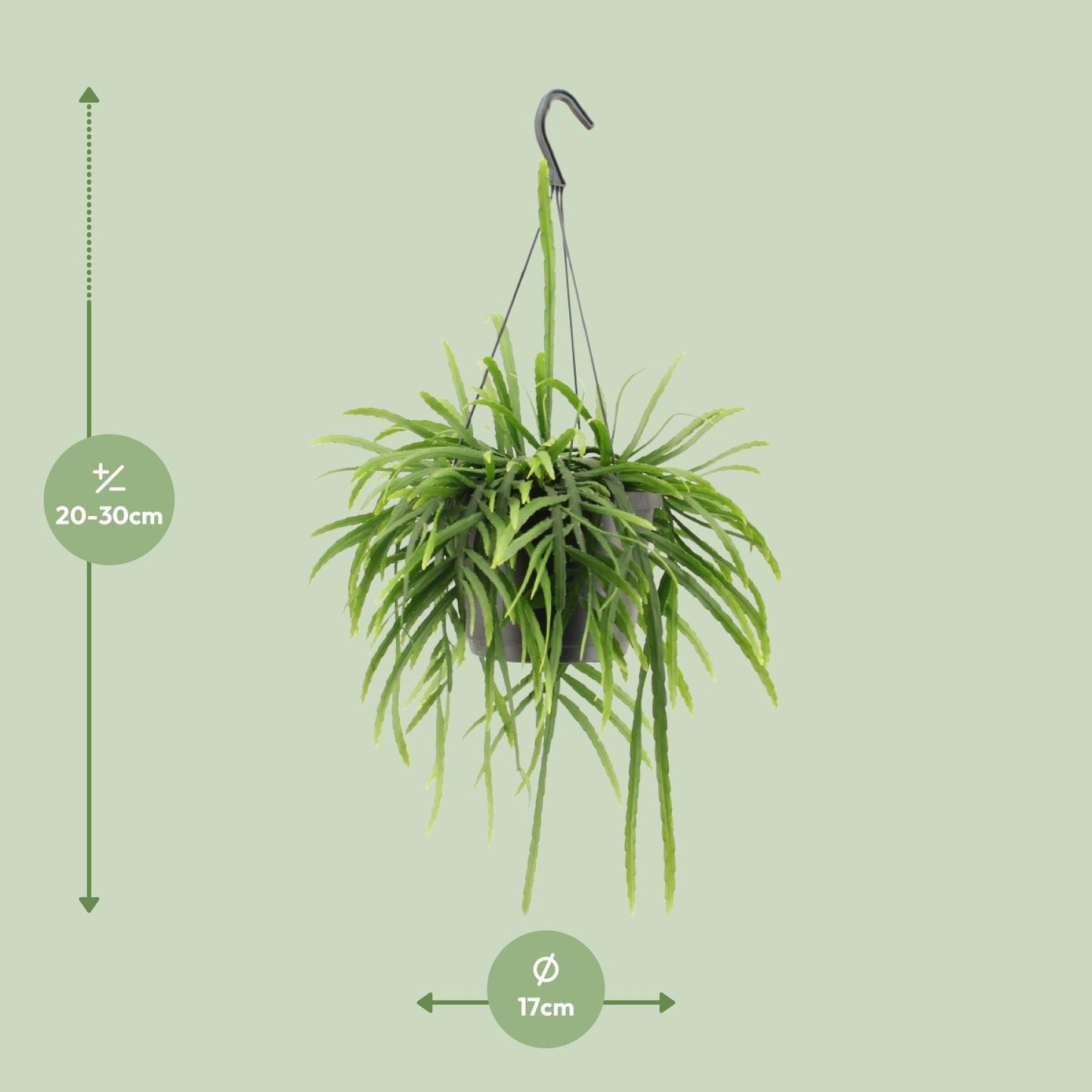 Lepismium Bolivianum – Pflegeleichter epiphytischer Kaktus Ø17cm