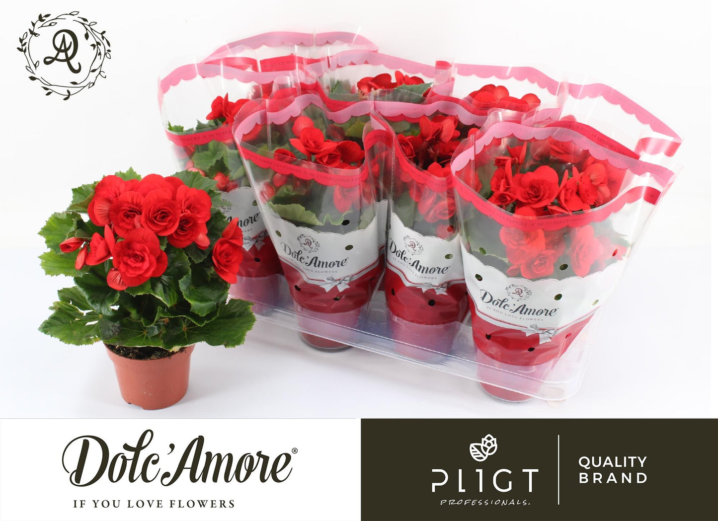 Begonia Baladin P12 Dolc'Amore® – Pflegeleichte Trendpflanze Ø12cm