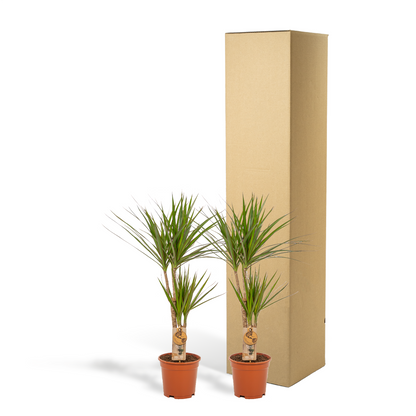 2x Dracaena Zimmerpflanzen – 90 cm Höhe, Ø 17 cm Topf