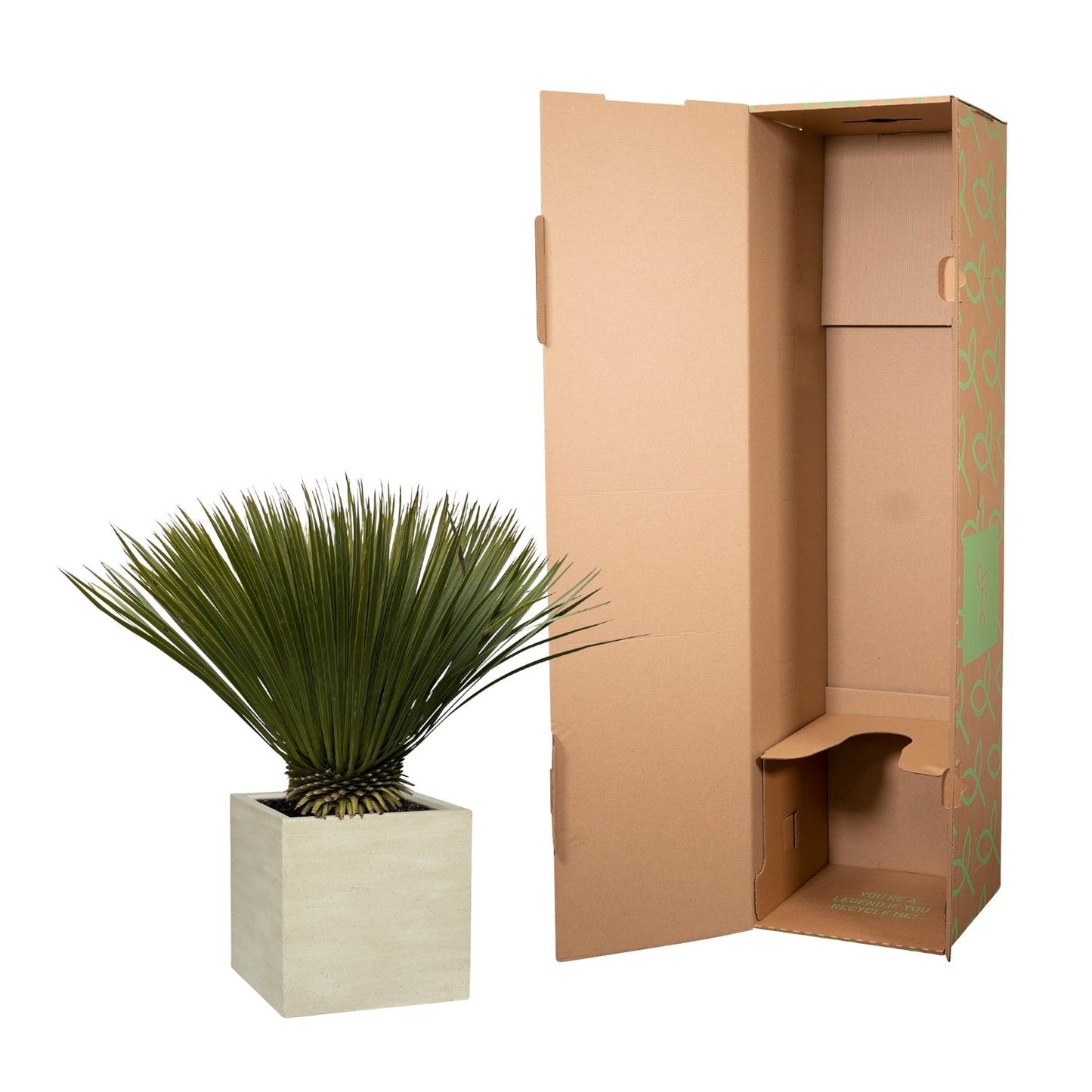 Yucca Rostrata – Robuste & pflegeleichte Zimmerpflanze 70 cm