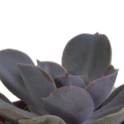 Vetplanten-Mischung 5,5 cm im Terrakottatopf – 5er Set