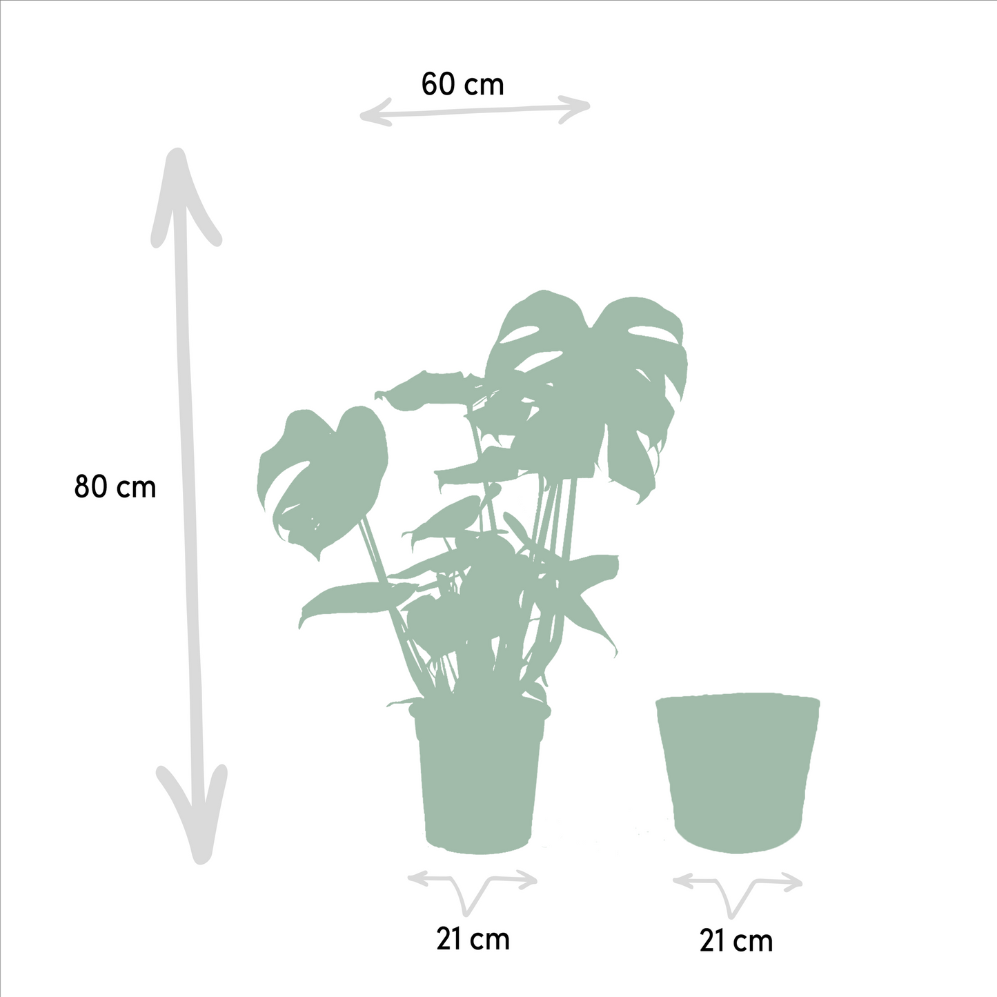 Zimmerpflanzen-Set: Monstera, Alocasia & Strelitzia im Korb
