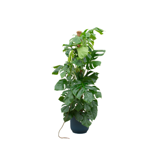Monstera Pertusum XL im elho Vibes Fold Topf Ø30 cm
