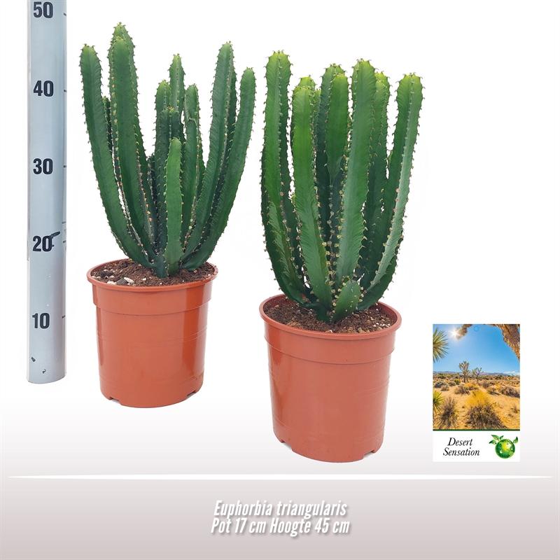 Euphorbia Triangularis – Pflegeleichte Sukkulente Ø17cm