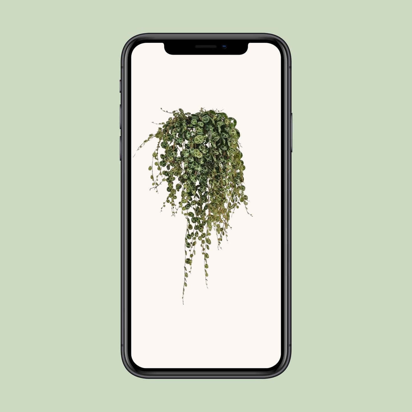 Peperomia Prostrata – pflegeleichte Zimmerpflanze Ø11cm