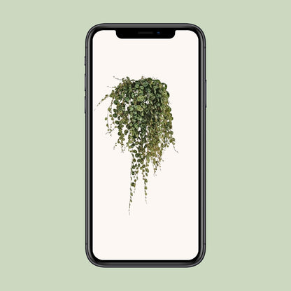 Peperomia Prostrata – pflegeleichte Zimmerpflanze Ø11cm