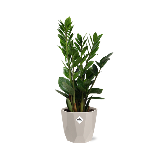 Zamioculcas (ZZ-Pflanze) im ELHO b.for rock Übertopf 14 cm, warm grey