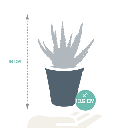 Aloe Zebrina Dannyz im Terrakottatopf 10,5 cm