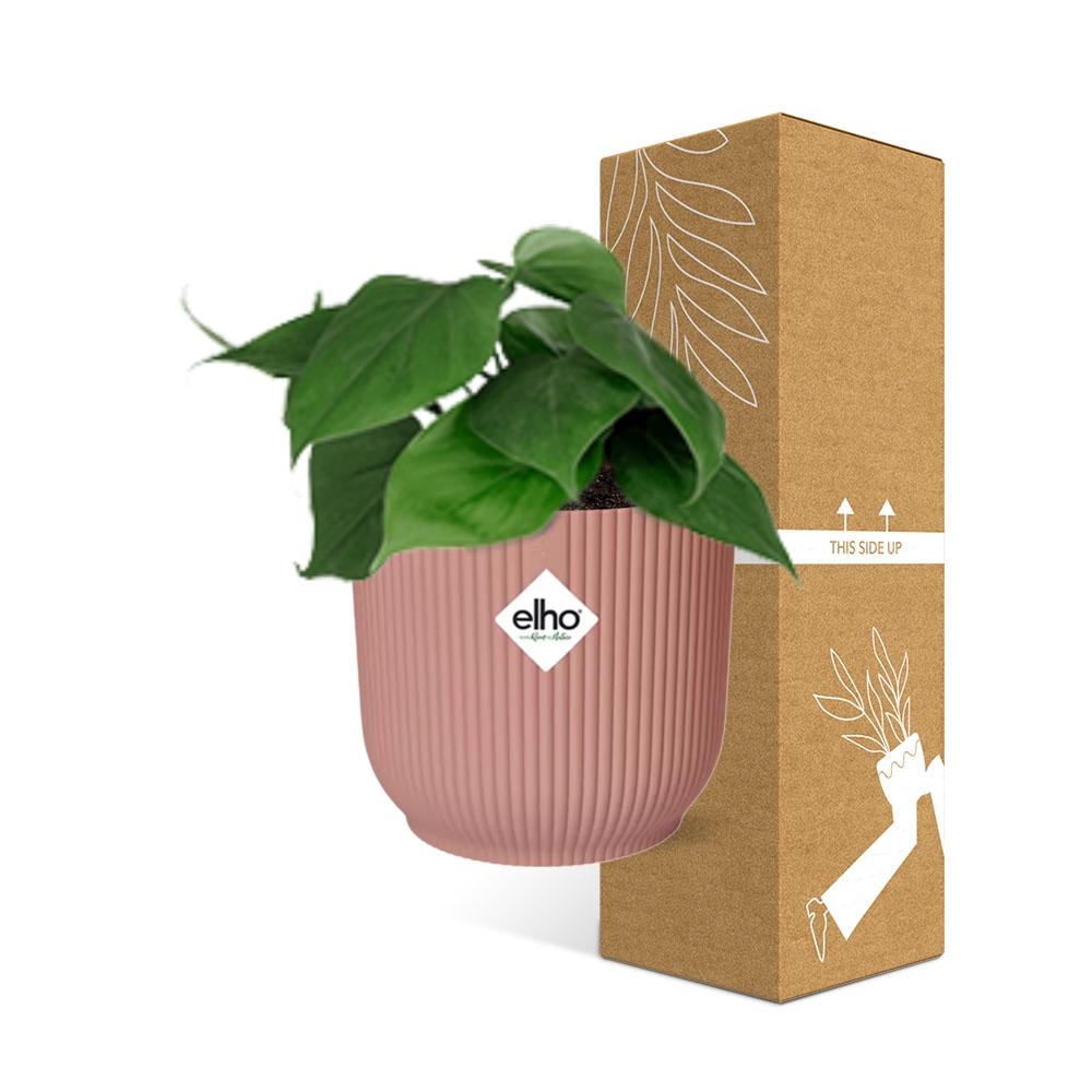 Philodendron Scandens in ELHO Vibes Fold 14cm rosa