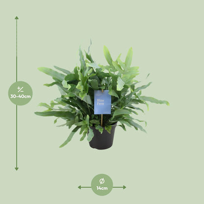Phlebodium Blue Fern – Goldener Stummelfarn Ø14cm, 40cm hoch
