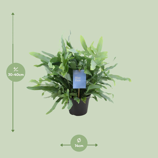Phlebodium Blue Fern – Goldener Stummelfarn Ø14cm, 40cm hoch