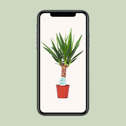 Yucca – Pflegeleichte Zimmerpflanze Ø14cm, 60cm hoch