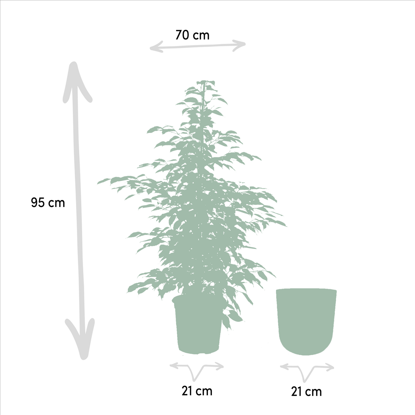 Ficus benjamina Twilight – Elegante & pflegeleichte Zimmerpflanze Ø21cm