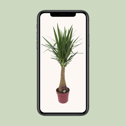 Yucca 'Maya Tree' – Pflegeleichte Zimmerpflanze Ø27cm, 110cm hoch