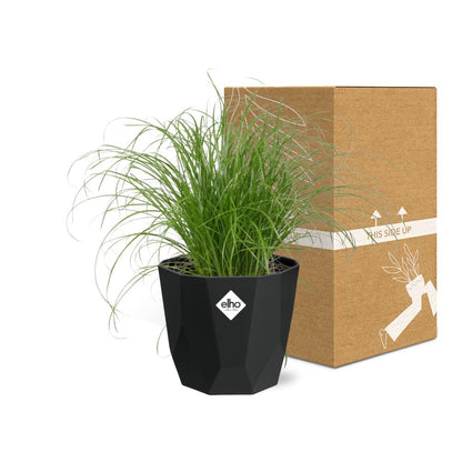 Cyperus Alternifolius Zumula – Pflegeleichtes Schirmgras 14cm