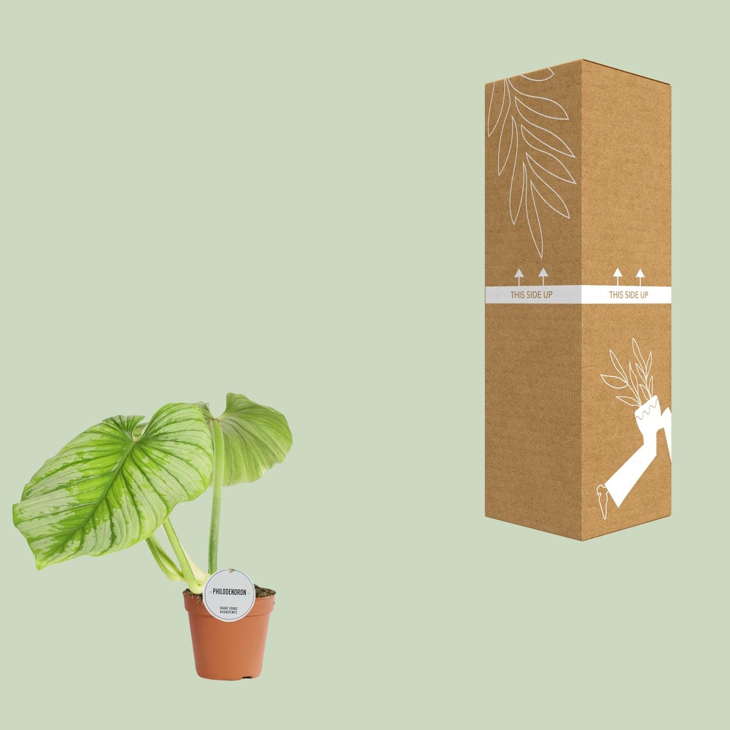 Philodendron Mamei – Pflegeleichte tropische Zimmerpflanze Ø15cm