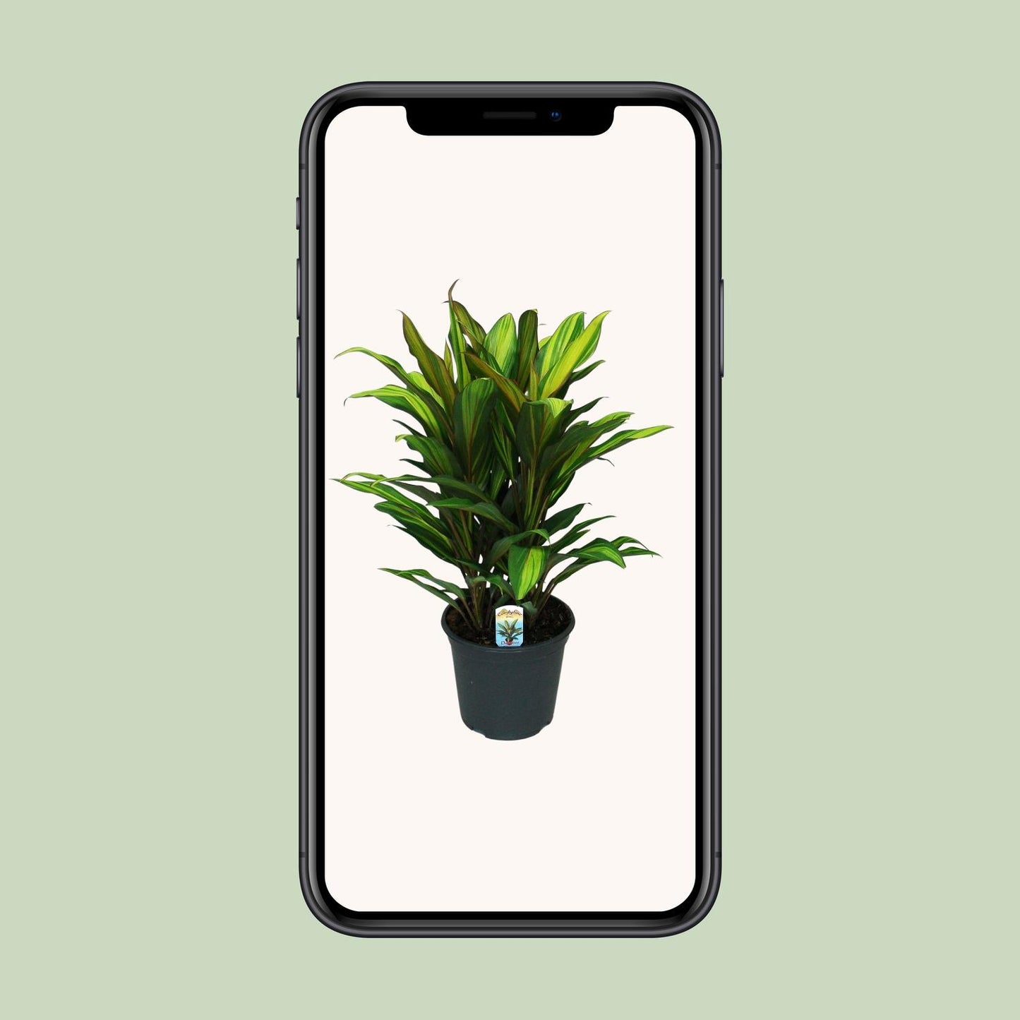 Cordyline Fruticosa Kiwi – Trendige tropische Zimmerpflanze Ø19cm