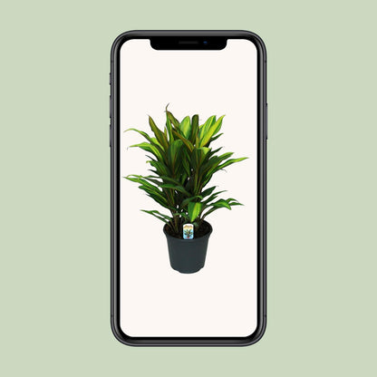 Cordyline Fruticosa Kiwi – Trendige tropische Zimmerpflanze Ø19cm