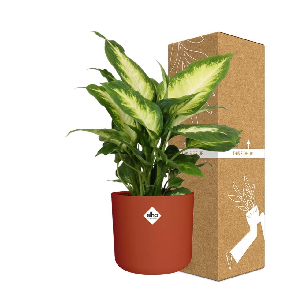 Dieffenbachia ‘Camilla’ in ELHO b.for soft rond 14cm brique